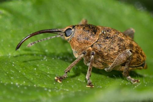 Réf. 233 806 : Curculio nucum